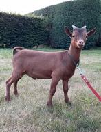 Te huur!  "Colin van 't kruisemhofke", Dieren en Toebehoren, Schapen, Geiten en Varkens, Mannelijk, Geit, 0 tot 2 jaar