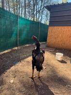 !!!Oshamo Kippen te koop!!!, Dieren en Toebehoren, Mannelijk, Kip