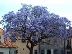 Paulonia tomentosa keizerlijke boom, Tuin en Terras, Planten | Bomen, Ophalen