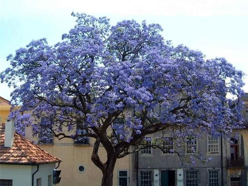 Paulonia tomentosa keizerlijke boom, Tuin en Terras, Planten | Bomen, Ophalen
