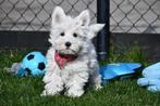 West highland white terrier pups, Dieren en Toebehoren, Honden | Jack Russells en Terriërs, Overige rassen, 8 tot 15 weken, Buitenland