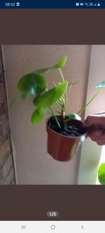 pannenkoekenplant of pilea, Huis en Inrichting, Kamerplanten, Minder dan 100 cm, Ophalen of Verzenden, Halfschaduw, In pot