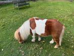 Lief en aanhankelijke hengst van 3 jaar, Dieren en Toebehoren, Pony's, Hengst