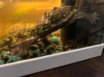 Waterschildpad, Dieren en Toebehoren, Vissen | Aquariumvissen