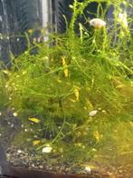 Crevettes jaunes à vendre