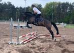 Super braaf amateur paard, Dieren en Toebehoren, Paarden, B, Gechipt, Ruin, 170 tot 175 cm