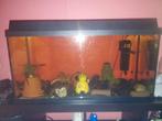 Aquarium 800,400350, Dieren en Toebehoren, Ophalen