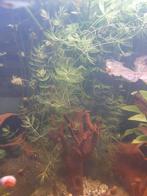 Aquarium plant