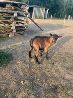 Dwerggeitbokje, Dieren en Toebehoren, Schapen, Geiten en Varkens