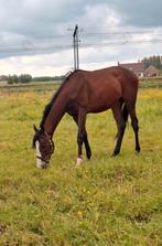 Recreatiepaard, Dieren en Toebehoren, Hengst