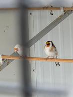 putters , distelvinken, Dieren en Toebehoren, Mannelijk, Wildzangvogel, Geringd