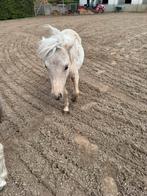 Jaarling pony te koop, Dieren en Toebehoren, Pony's, Hengst, 0 tot 2 jaar