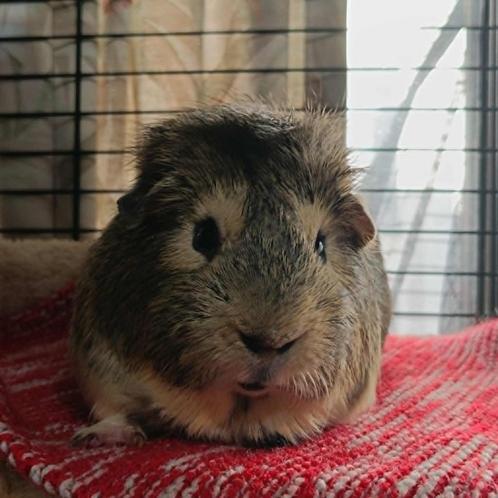 accueille vos cochons d inde que vous ne voulez plus, Dieren en Toebehoren, Knaagdieren en Konijnen | Hokken en Kooien, Nieuw
