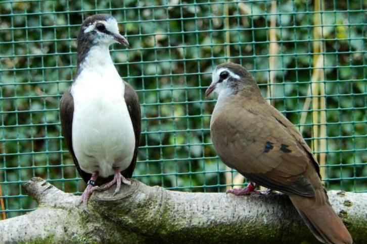 tamboerijnduiven, Dieren en Toebehoren, Vogels | Duiven, Overige soorten, Meerdere dieren