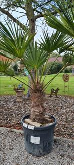 Palmboom Trachycarpus Wagnerianus, Ophalen, Halfschaduw, Palmboom