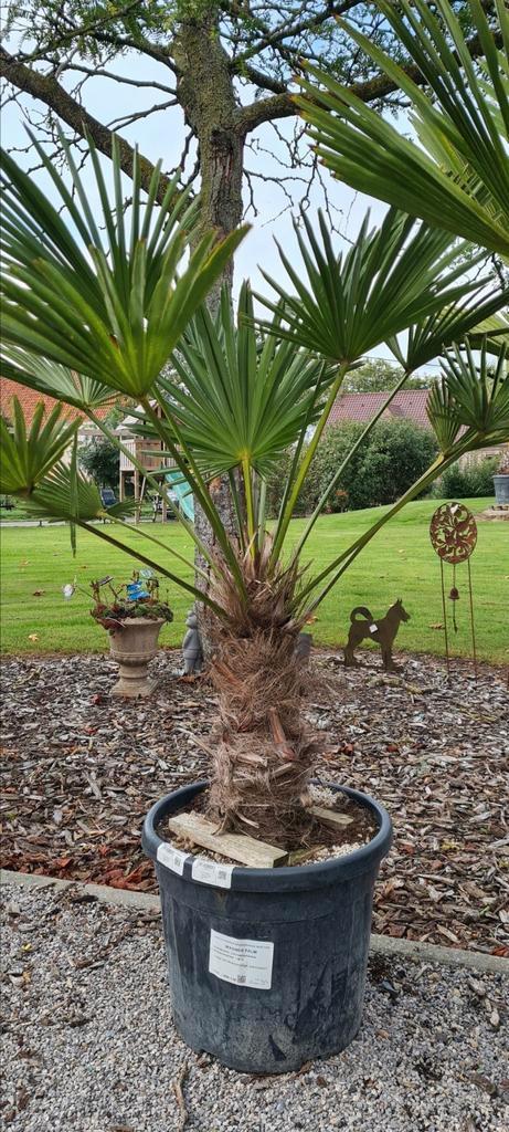 Palmboom Trachycarpus Wagnerianus, Tuin en Terras, Planten | Bomen, Palmboom, Halfschaduw, Ophalen