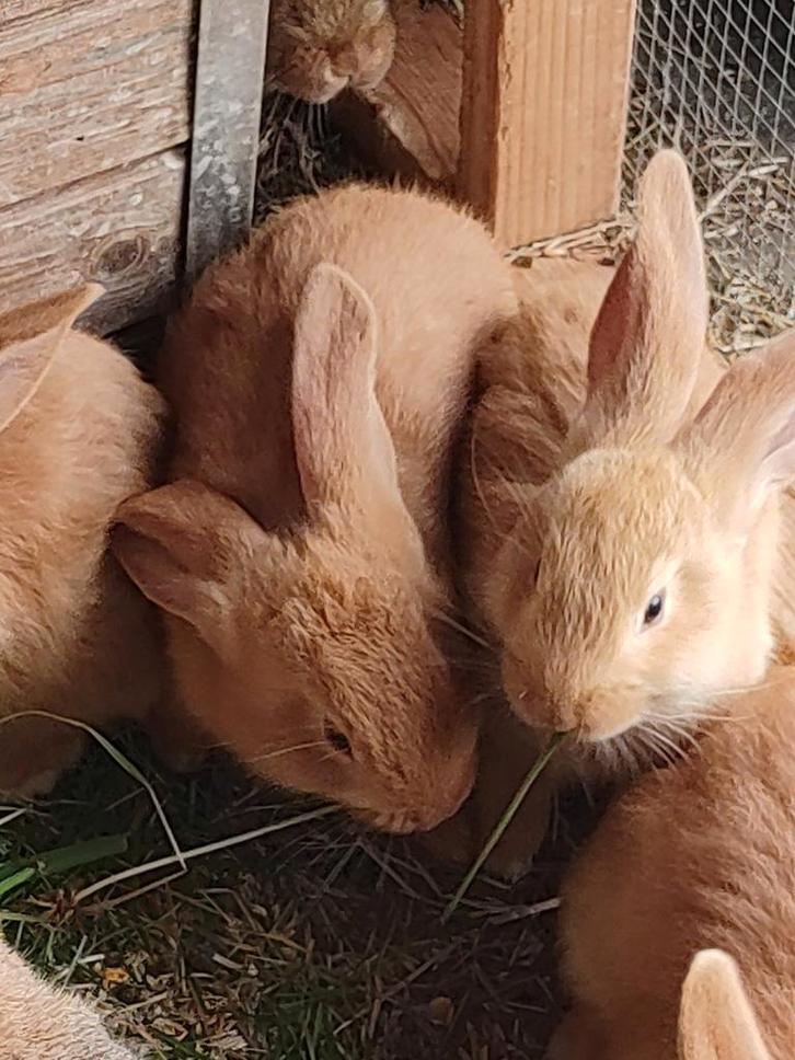 Vlaamse reusjes. Grijs , bruin , vosskleurige, Dieren en Toebehoren, Konijnen, Groot, Geslacht onbekend, 0 tot 2 jaar