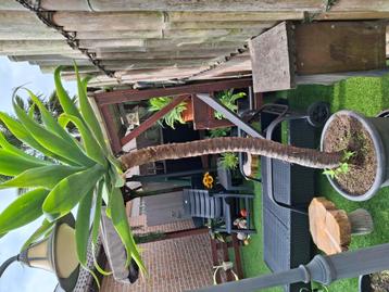 Prachtige agave attenuata binnen en buiten
Vanaf de lente bu beschikbaar voor biedingen