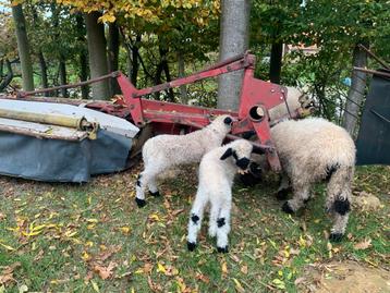 Wallisser zwartneus beschikbaar voor biedingen