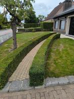 Buxus gratis (zelf uit te doen), Tuin en Terras, Planten | Struiken en Hagen, Ophalen, Buxus, Haag