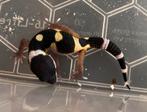 Bn luipaardgekko 0.0.1, Dieren en Toebehoren, Reptielen en Amfibieën, Hagedis, Tam