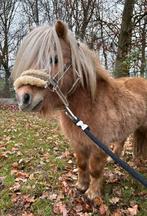 Doodbraaf shetje zoekt een fijne thuis