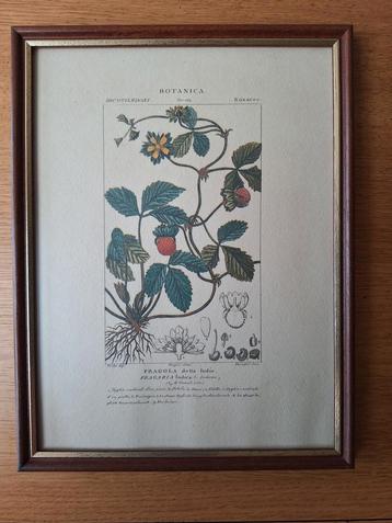 Cadre avec illustration botanique Turpin - Strawberry 1816 beschikbaar voor biedingen