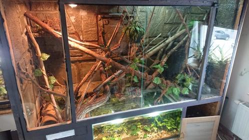 Terrarium, Dieren en Toebehoren, Reptielen en Amfibieën | Toebehoren, Zo goed als nieuw, Ophalen