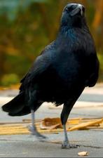 GEZOCHT GROTE ZWARTE KRAAI, Dieren en Toebehoren