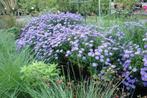 Aster 'Anton Kippenberg', Ophalen, Vaste plant