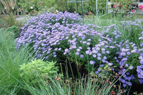 Aster 'Anton Kippenberg', Tuin en Terras, Planten | Tuinplanten, Vaste plant, Ophalen