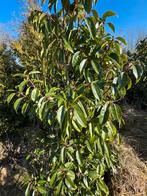Prunus lusitanica, Tuin en Terras, Ophalen of Verzenden