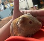 Lilac Buff CUY ZEUG, Dieren en Toebehoren, Knaagdieren, Cavia, December, Vrouwelijk, Tam