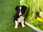 Border Collie pups - kleur Zwart en wit, Dieren en Toebehoren, CDV (hondenziekte), Meerdere, 8 tot 15 weken, Meerdere dieren