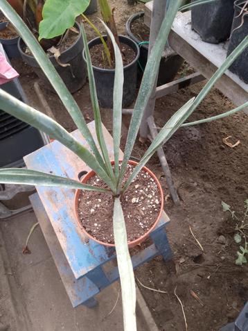 yucca treculeana beschikbaar voor biedingen