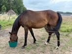 3 jarige dressuur ruin te koop, Dieren en Toebehoren, Ruin, Dressuurpaard, 3 tot 6 jaar, Onbeleerd