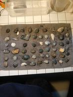 Fossiele schelpen, Verzamelen, Mineralen en Fossielen, Ophalen, Schelp(en)