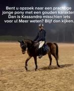 Kassandro sport pony ruin, Animaux & Accessoires, Poneys, Hongre, Débourré, Poney D (1.37 m à 1.48m), Vermifugé