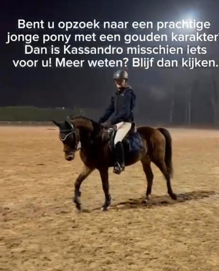 Kassandro sport pony ruin, Animaux & Accessoires, Poneys, Hongre, Débourré, Poney D (1.37 m à 1.48m), Poney de saut, 3 à 6 ans