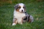 Australische Herder pups te koop (blue merle) - Aussie, Dieren en Toebehoren, België, Reu, CDV (hondenziekte), 8 tot 15 weken