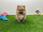 Pomeriaan puberpup, Dieren en Toebehoren, België, Keeshond, 15 weken tot 1 jaar, Reu