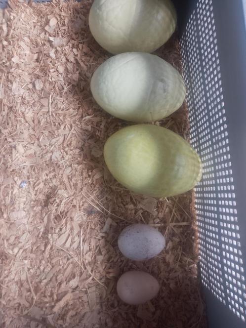 Eieren van witte nandoes, Dieren en Toebehoren, Pluimvee, Overige soorten
