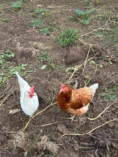 Broedeieren, Dieren en Toebehoren, Pluimvee