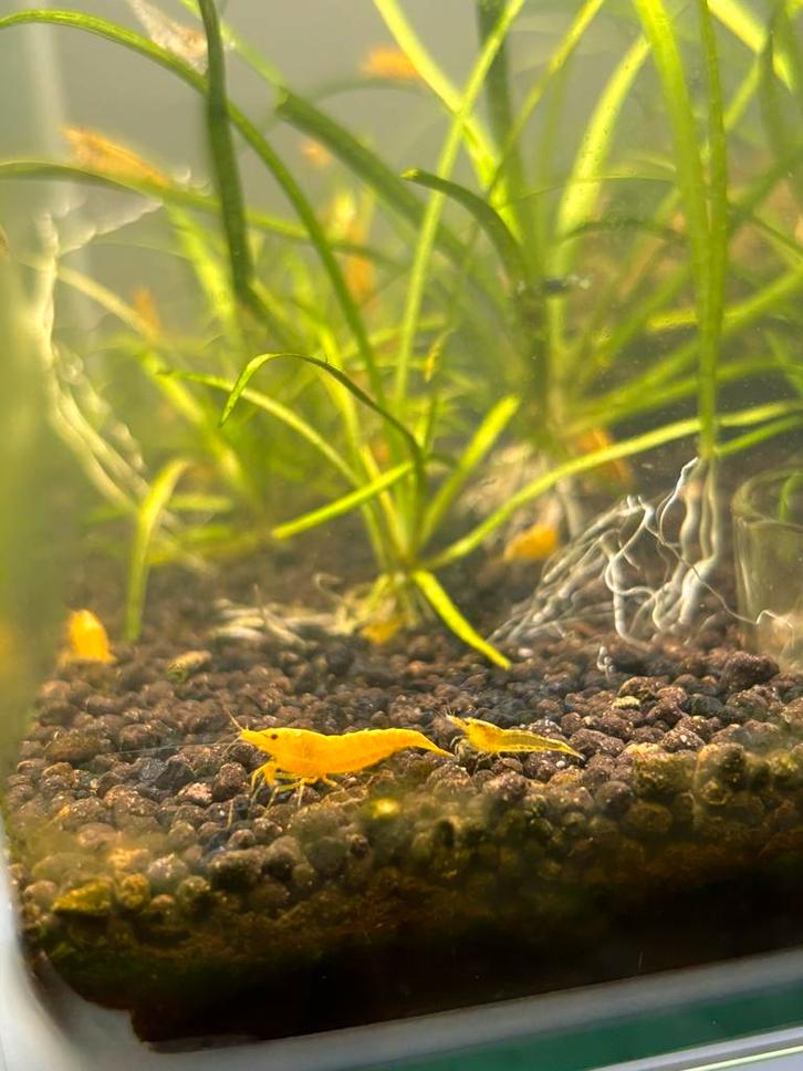 Yellow golden back Neocaridina shrimp, Dieren en Toebehoren, Vissen | Aquariumvissen, Kreeft, Krab of Garnaal