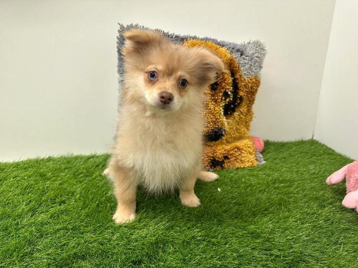 Chiot PomChi, Animaux & Accessoires, Chiens | Sans pedigree, Petit, Chien (mâle), Éleveur | Professionnel, Un chien, Belgique