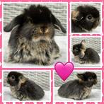 NHD - Dwerg hangoor konijntjes - Raszuiver, gezond & tam!, Dieren en Toebehoren, Konijnen, Meerdere dieren, Dwerg, Hangoor, 0 tot 2 jaar