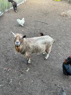 Tamme bok, Dieren en Toebehoren, Schapen, Geiten en Varkens