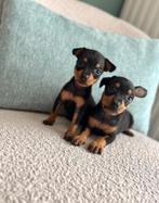 Mooie dwerg pinscher pups, Dieren en Toebehoren, Honden | Bulldogs, Pinschers en Molossers, België, Overige rassen, CDV (hondenziekte)