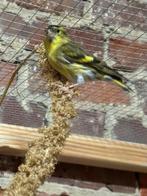 Sijzen bruinpastel, Dieren en Toebehoren