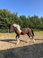 Pinto merrie veulen te koop, Dieren en Toebehoren, Paarden, Merrie, Gechipt, 0 tot 2 jaar